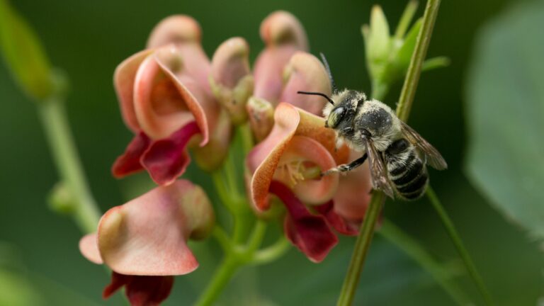 Ask the Gardener: Attracting butterflies and bees to your garden this ...