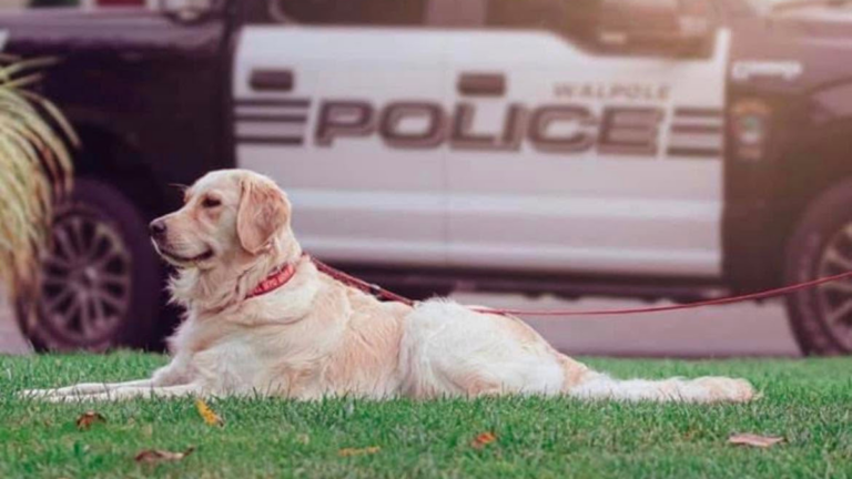 Walpole police community resource dog dies in ‘tragic accident’ Walpole police community resource dog dies in ‘tragic accident’