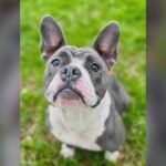 Local News Foster dog stolen during Saugus hike found dead in pond, rescue says June 14, 2026 | 8:03 pm