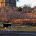 North Shore Coyote warning issued in Beverly after dog attacked on trail June 25, 2026 | 8:48 pm
