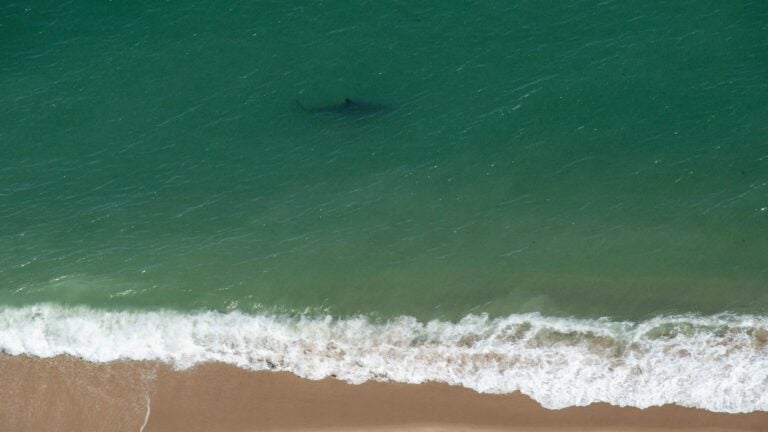 ‘I saw the dorsal fin’: Readers recall close encounters with sharks