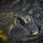 National News Woman wading in Florida river dies after being bitten by alligator July 1, 2026 | 11:10 am