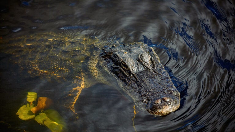 Woman wading in Florida river dies after being bitten by alligator
