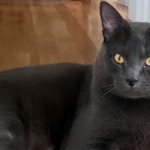 Crime Cambridge man who threw cat out of window sentenced for animal cruelty June 28, 2026 | 7:53 pm