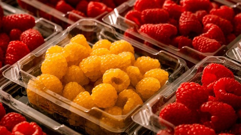 Mass. sees ‘normal’ levels in cases of the explosive diarrhea parasite, DPH says Mass. sees ‘normal’ levels in cases of the explosive diarrhea parasite, DPH says