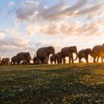 Public art The Great Elephant Migration is back, this time in Boston 2 min read