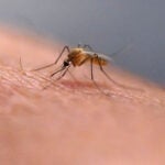 health West Nile Virus found in mosquito test sample in Jamaica Plain July 9, 2026 | 9:56 pm