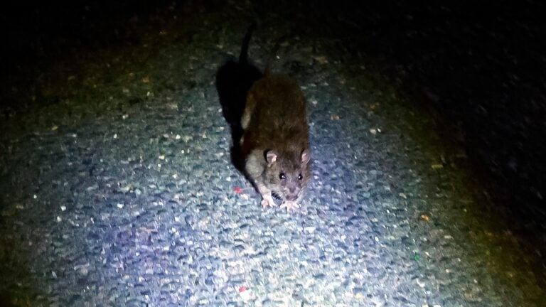 Boston will host the second-ever National Urban Rat Summit Boston will host the second-ever National Urban Rat Summit