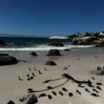 Local News New England Aquarium trainer joins effort to save endangered penguin chicks in South Africa July 5, 2026 |...