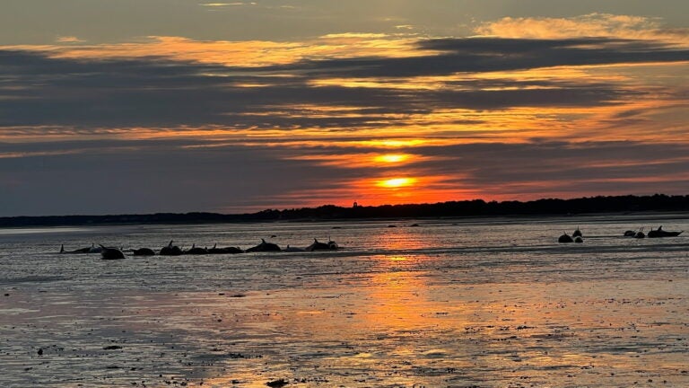 Largest known bottlenose dolphin stranding hits Cape Cod