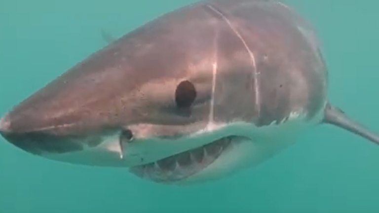 After long search, scientists get amazing great white shark footage off R.I. coast