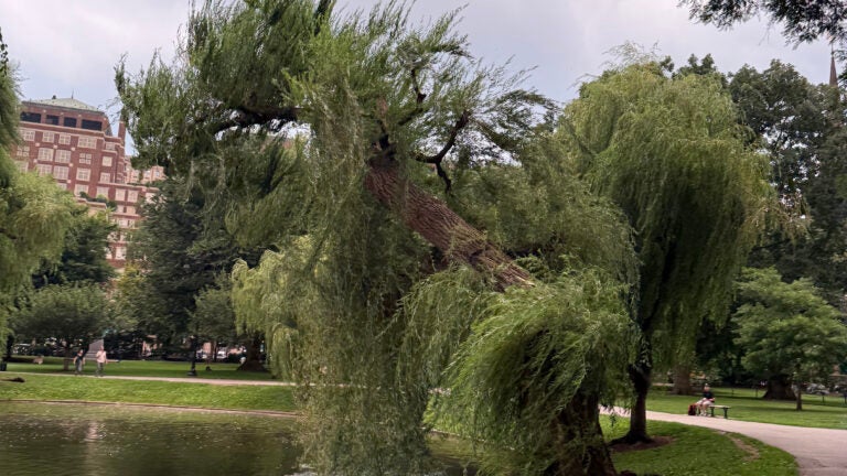 Decades-old weeping willow collapses in Boston Public Garden Decades-old weeping willow collapses in Boston Public Garden