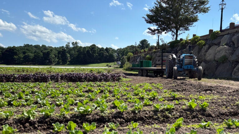 Cyclospora outbreak has mixed impact on Mass. farms Cyclospora outbreak has mixed impact on Mass. farms