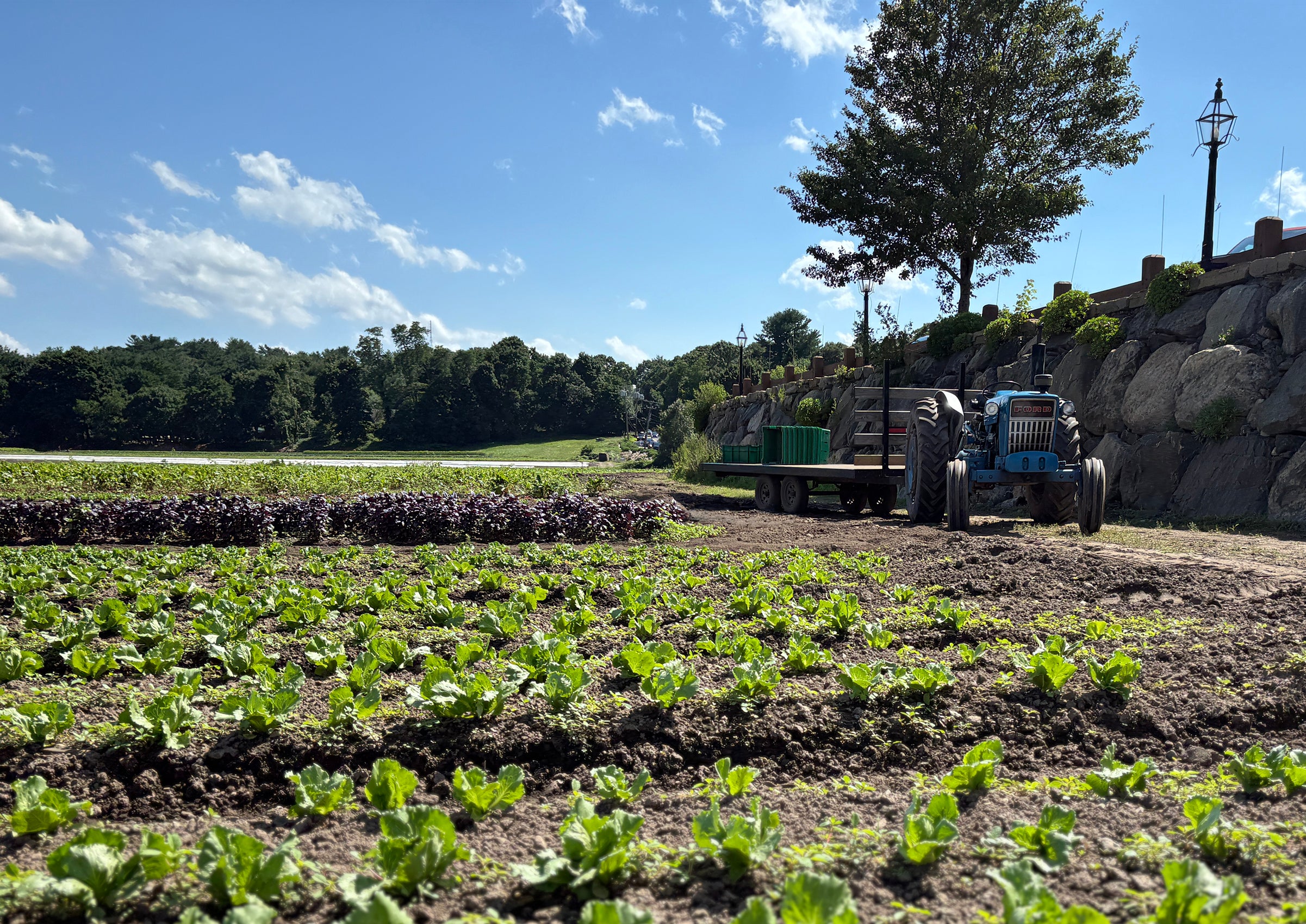 boston.com - Annie Jonas - Have Mass. farms seen an increase in sales due to cyclospora fears? It's a mixed bag.
