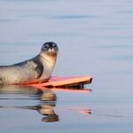 SURFING SEAL A seal pup was riding a boogie board off the coast of Maine, because of course it was