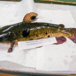Vermont Deep in this Vermont lake, a contagious cancer is spreading 5 min read
