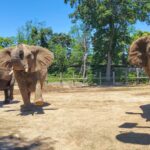 Rhode Island Roger Williams Park Zoo moving its 3 aging elephants to Tennessee sanctuary August 20, 2026 | 10:16 pm