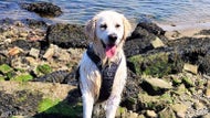 Golden retriever avoids firefighters after Boston Harbor ‘joy swim’
