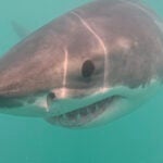 Sharks Lifeguard dragged underwater by shark at Maine beach 1 min read