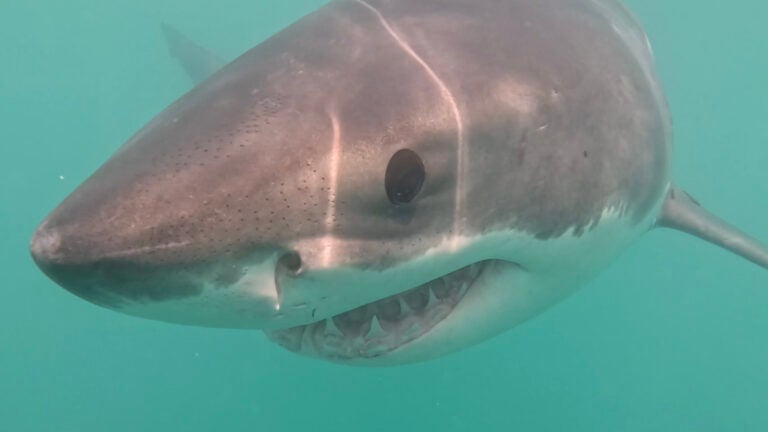 Lifeguard dragged underwater by white shark at Maine beach