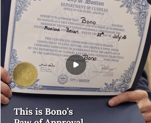 Boston is now offering 'pet certificates' for couples who wed at City Hall