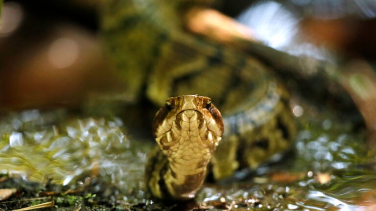 High school football player in Arkansas practices with a venomous snake in his helmet High school football player in Arkansas practices with a venomous snake in his helmet