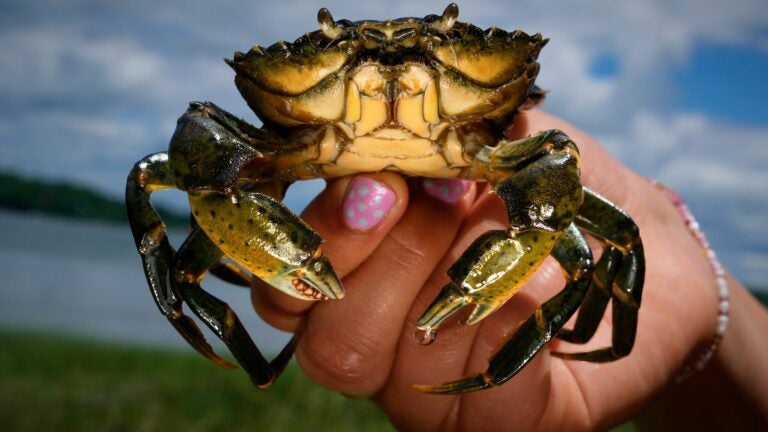 Invasive green crabs are bad for the environment, so New Englanders are starting to eat more of them Invasive green crabs are bad for the environment, so New Englanders are starting to eat more of them