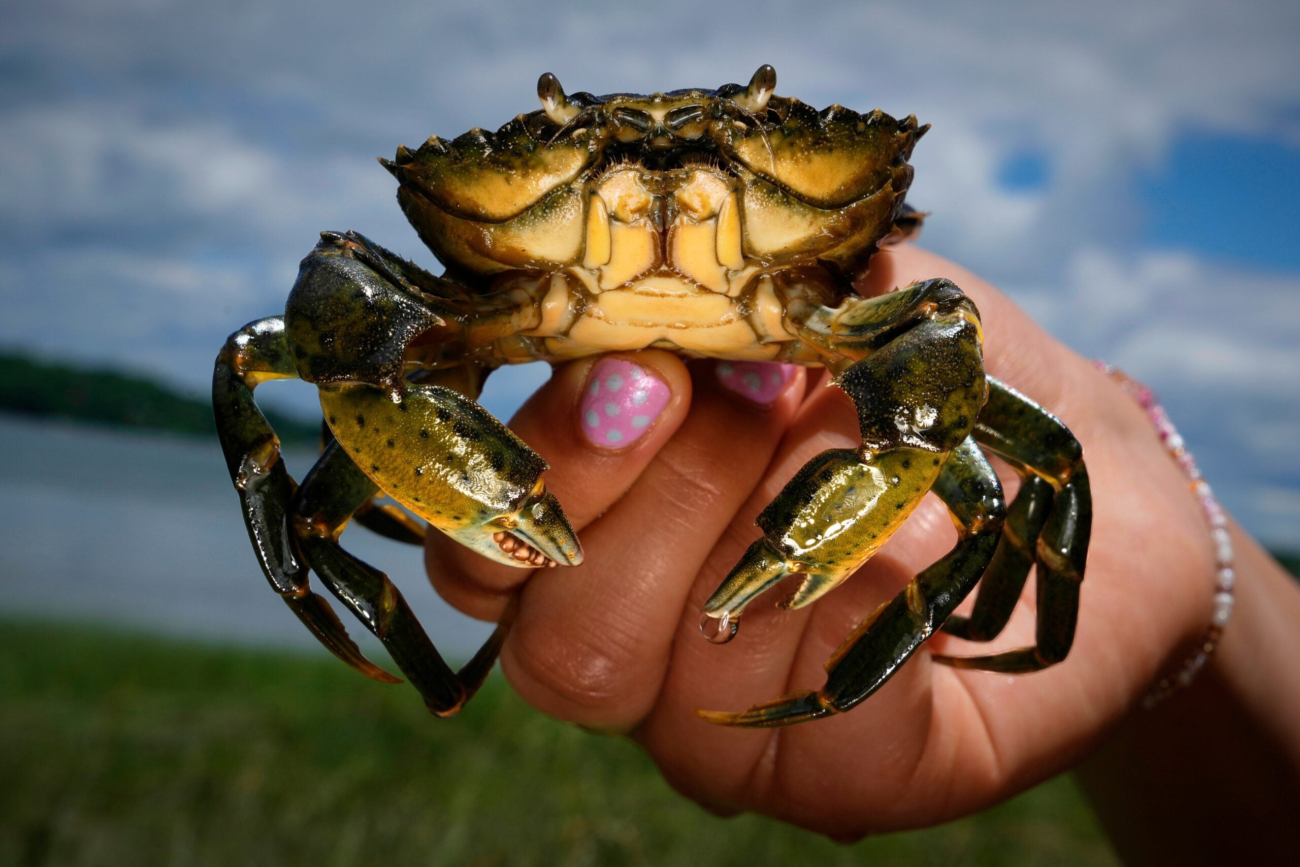 boston.com - Associated Press - Invasive green crabs are bad for the environment, so New Englanders are starting to eat more of them