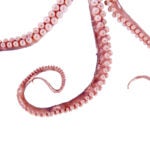 CALAMARI Tractor-trailer spills massive amount of squid into Rhode Island intersection August 17, 2026 | 2:54 pm