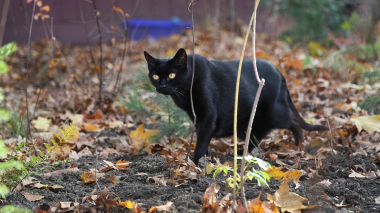Cambridge is hosting its first-ever Cat Tour & Meowfest this fall