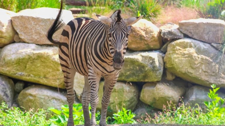 Zebra dies at R.I. zoo after apparent injury from other animal