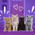Four kitten sit on a front porch with a purple background.