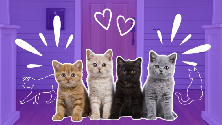 Four kitten sit on a front porch with a purple background.