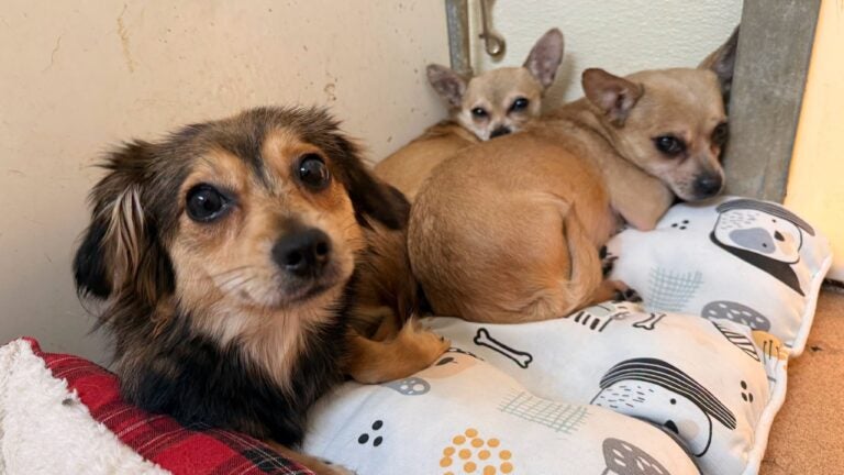 La policía de Longmeadow pide ayuda para encontrar a la persona que abandonó a 3 cachorros en jaulas