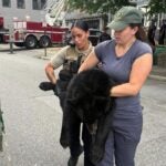Off Beat Bucket truck called in to get tranquilized bear down from a tree in NH September 9, 2026 | 10:08 am