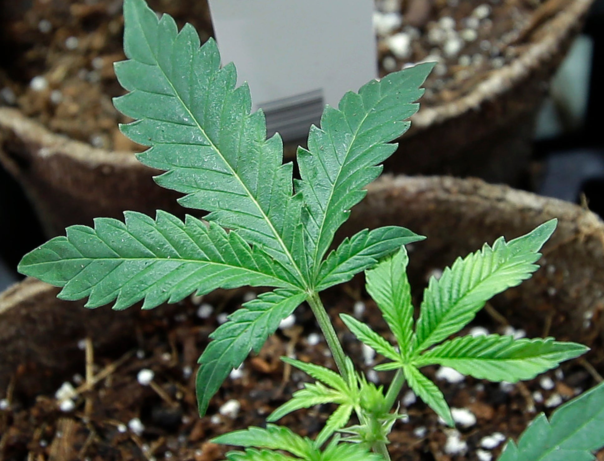 boston.com - Ross Cristantiello - What to know about Mass. Ballot Question 8, which would prohibit recreational marijuana
