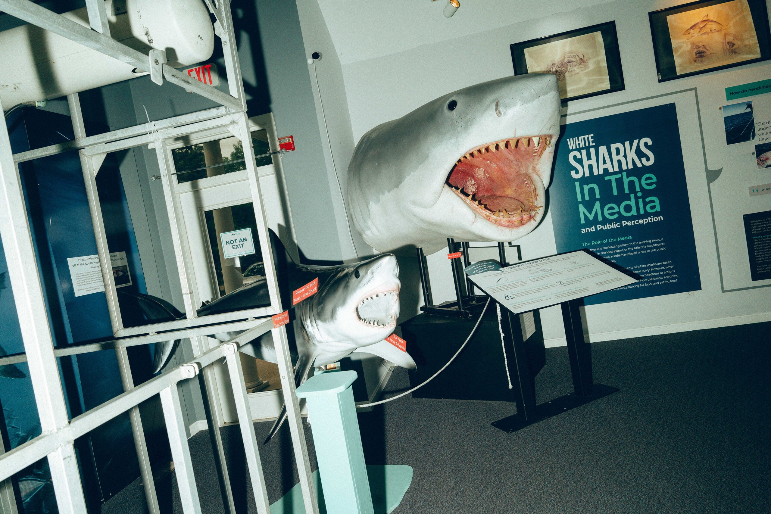 The Atlantic White Shark Conservancy Shark Center in Chatham features interactive displays and exhibits — and plenty of bared shark teeth.
