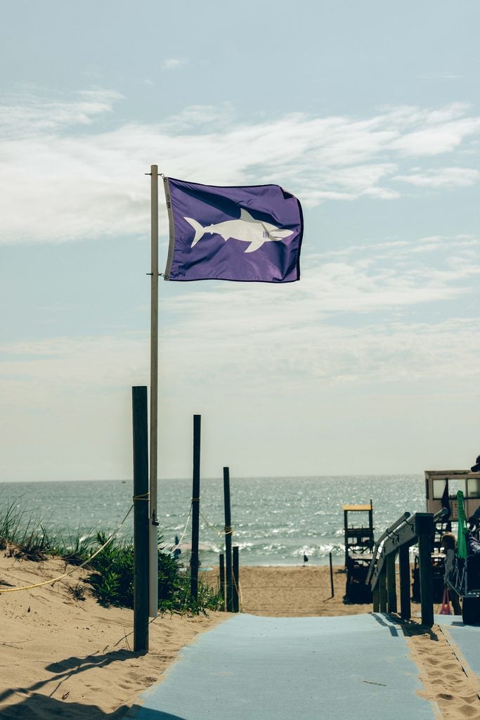 Purple flags are used by the U.S. Lifesaving Association to signal the presence of dangerous marine life. On the ocean beaches of the Outer Cape, purple shark flags now fly all summer long.