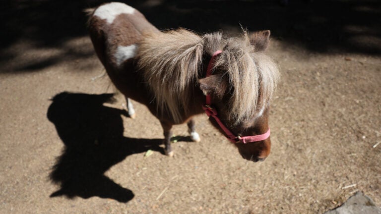 Newton Resident to Sue City Over Miniature Horse Removal Order