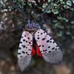 Spotted Lanternfly Mass. residents urged to kill invasive spotted lanternflies