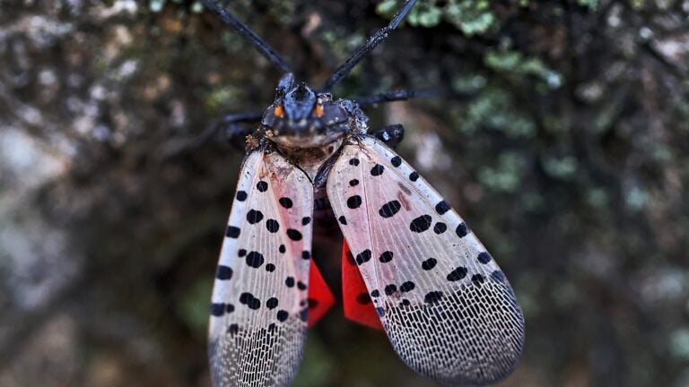 Mass. residents urged to kill invasive spotted lanternflies Mass. residents urged to kill invasive spotted lanternflies