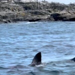 🦈🦈🦈 Watch: Maine whale watchers cheer on a great white shark dining on seal next to their boat September 2, 2026 | 2:33 pm
