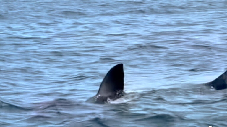 Watch: Maine whale watchers cheer on a great white shark dining on seal next to their boat