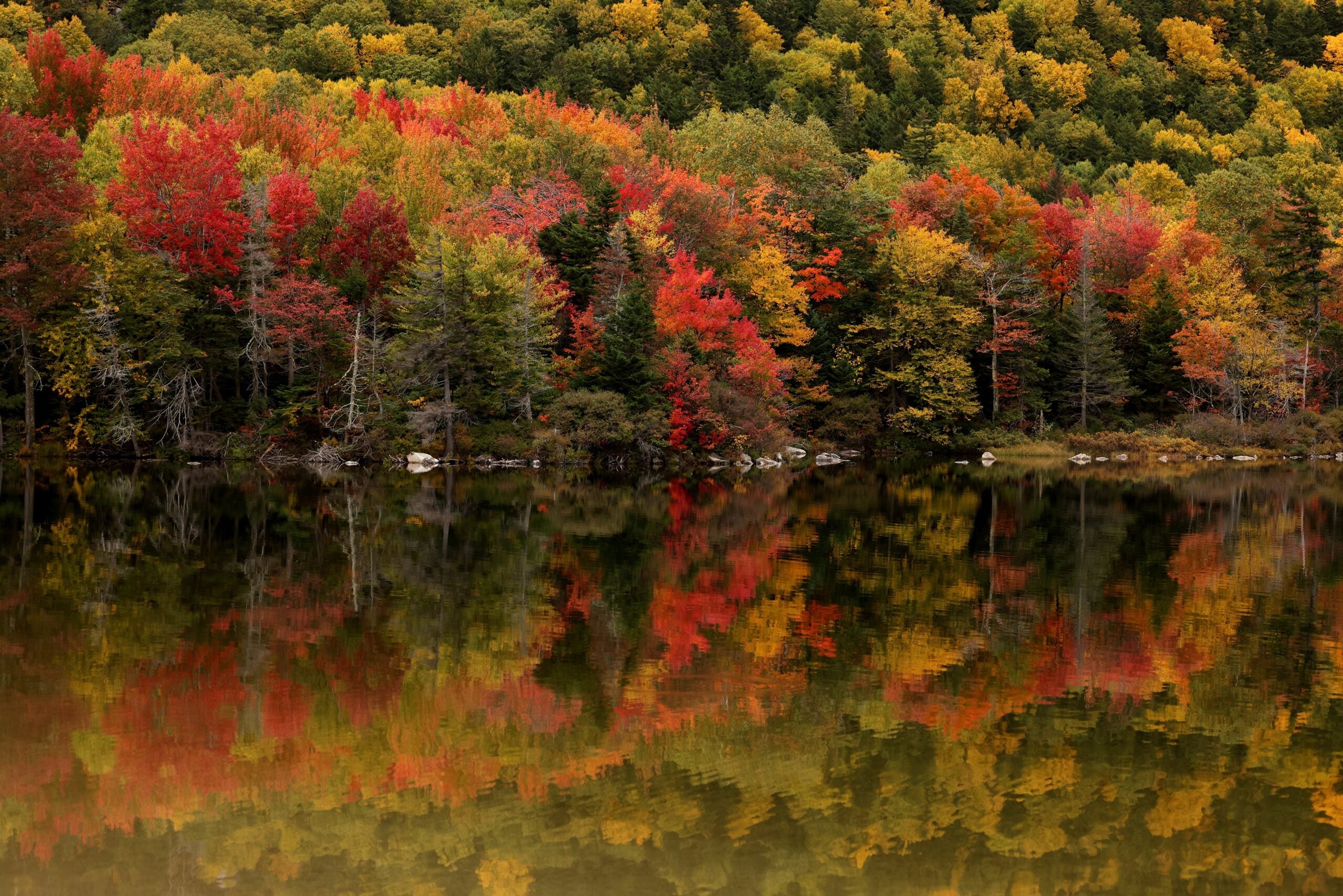 Foley Trees These small trees and shrubs bring brilliant fall foliage to your yard