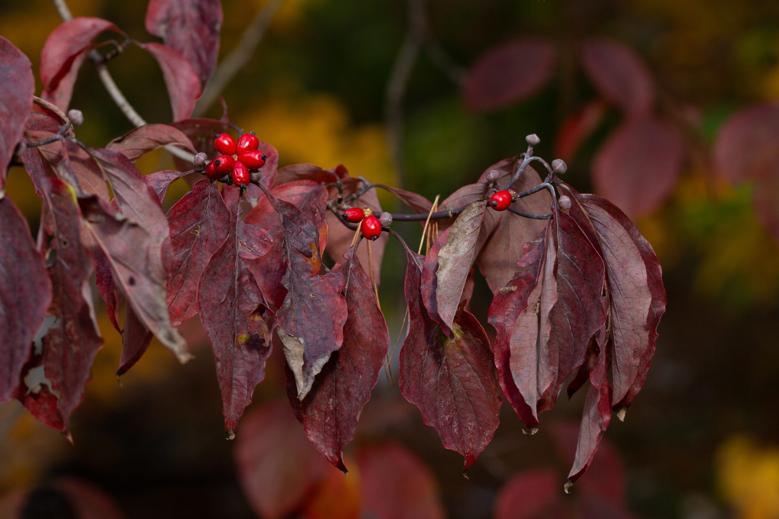 boston.com - Ulrich Lorimer - Ask the Gardener: These small trees and shrubs bring brilliant fall foliage to your yard