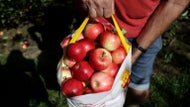 Still want to go apple picking? Here’s how much it will cost.